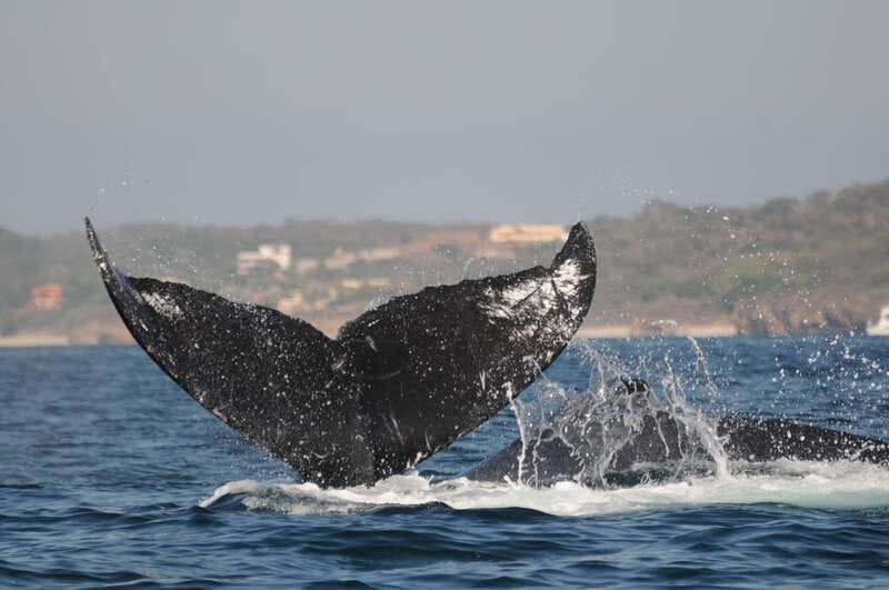 Puerto Vallarta: Humpback Whale Research Adventure Tour - What sightings can look like: moms, calves, and occasional big moments