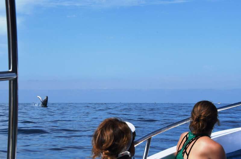 Puerto Vallarta: Humpback Whale Research Adventure Tour - Price and value: is $134 a good deal for 3.5 hours?