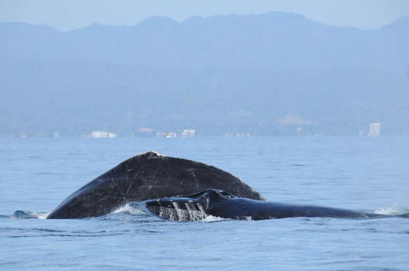 Puerto Vallarta: Humpback Whale Research Adventure Tour - Getting ready: face covering, pets, and seasickness reality