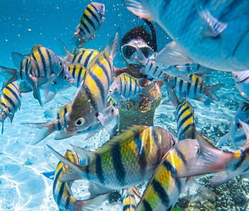 Puerto Vallarta: Los Arcos Islands Boat Tour and Snorkeling - Quick Reasons This Los Arcos Tour Gets Such Strong Ratings
