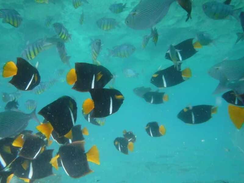 Puerto Vallarta: Los Arcos Snorkel & Beach Private Boat Tour - Playa Las Animas lunch: why “boat-only” access makes it feel special