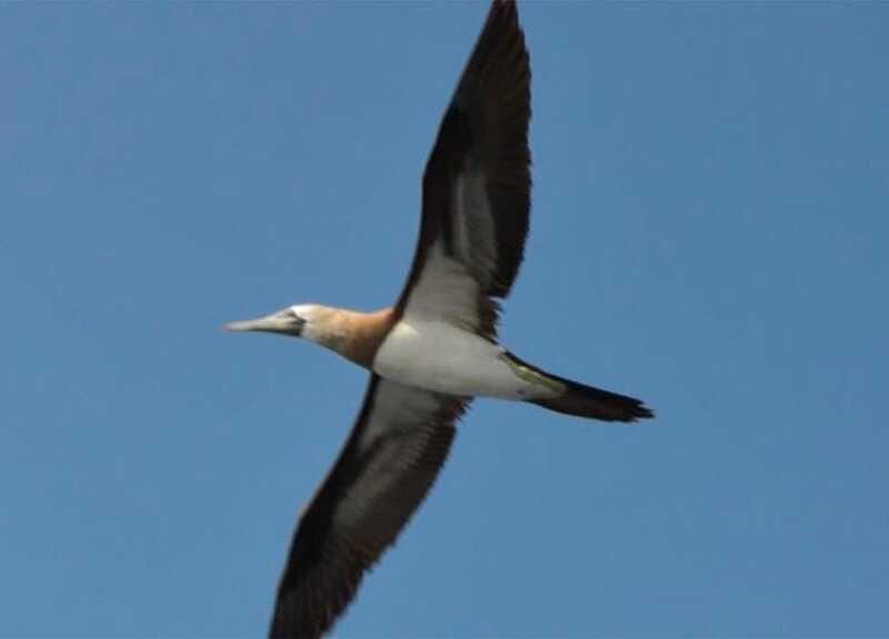 Puerto Vallarta: Marietas Island, Breakfast, Lunch, Open Bar - Lunch on the Boat and the Open Bar Moment