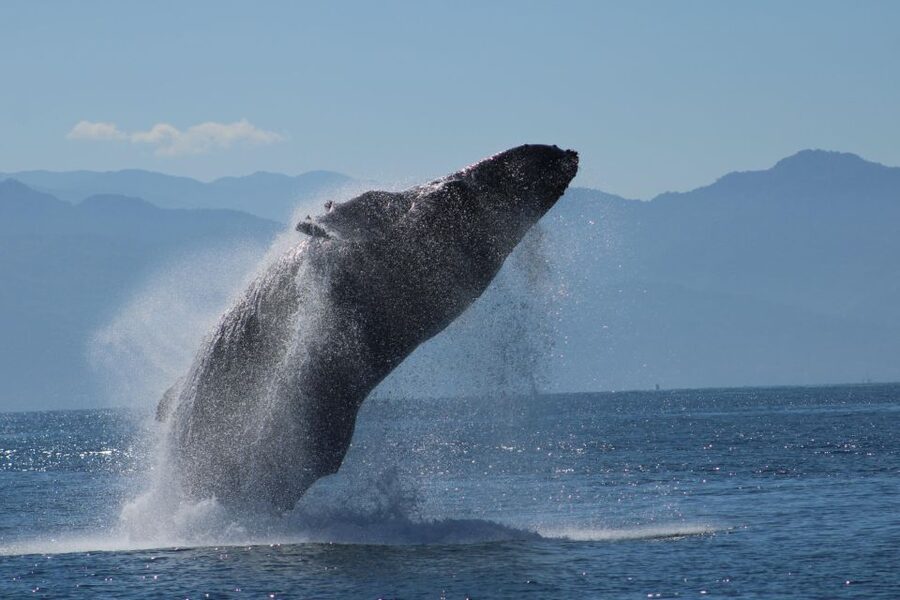 Puerto Vallarta: Mega Yacht Whale Watching Sunset Cruise - Whale Watching Expectations: Season, Spotting, and What the Crew Does