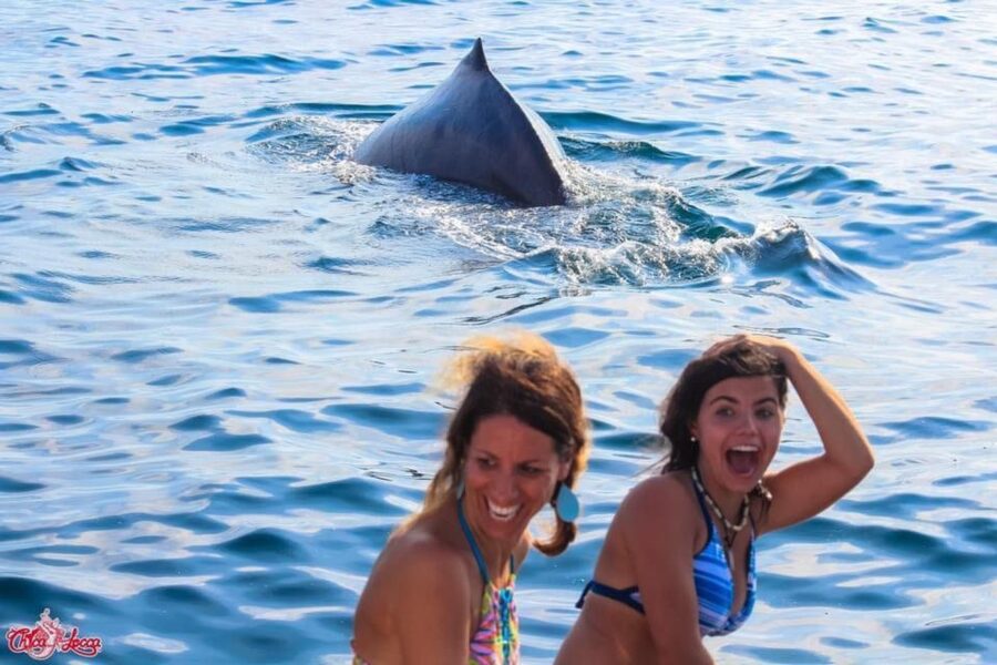 Puerto Vallarta: Mega Yacht Whale Watching Sunset Cruise - Premium Open Bar + Snacks: Why This Part Feels Like More Than a Tour