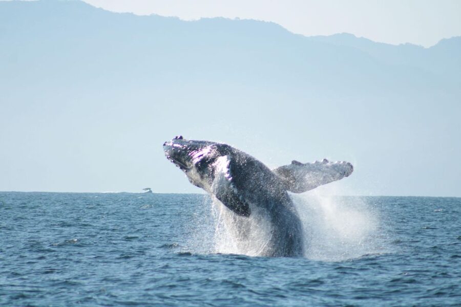 Puerto Vallarta: Mega Yacht Whale Watching Sunset Cruise - Price and Value at $87 for a 3-Hour Sunset and Whale Cruise