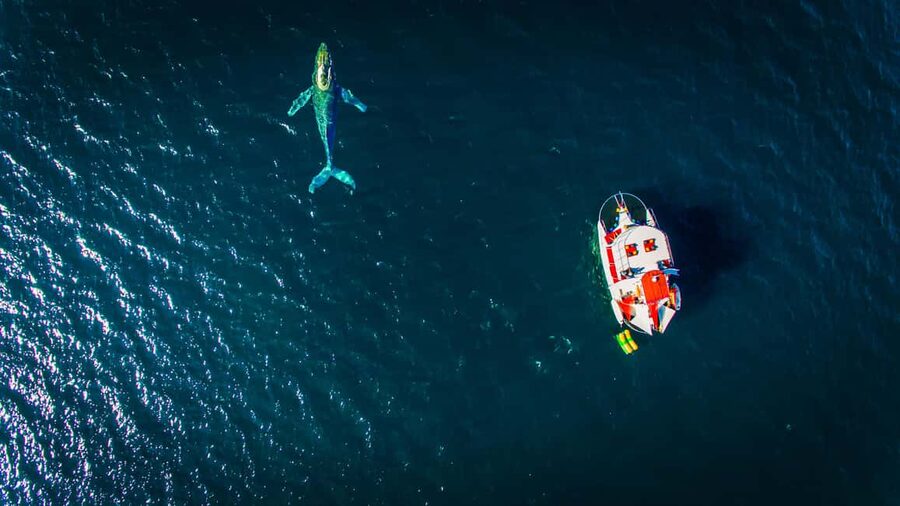 Puerto Vallarta: Mega Yacht Whale Watching Sunset Cruise - Should You Book the Puerto Vallarta Sunset and Whales Mega Yacht Cruise?