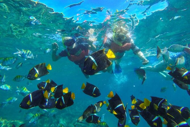 Puerto Vallarta: Private Yelapa Beach & Snorkel Tour on a Yacht - Wildlife moments: why this itinerary often feels like more than the checklist