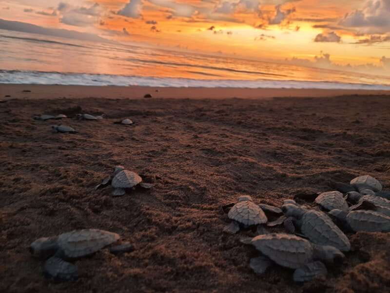 Puerto Vallarta: Sea turtle release at Sunset - Key things you will notice on this tour