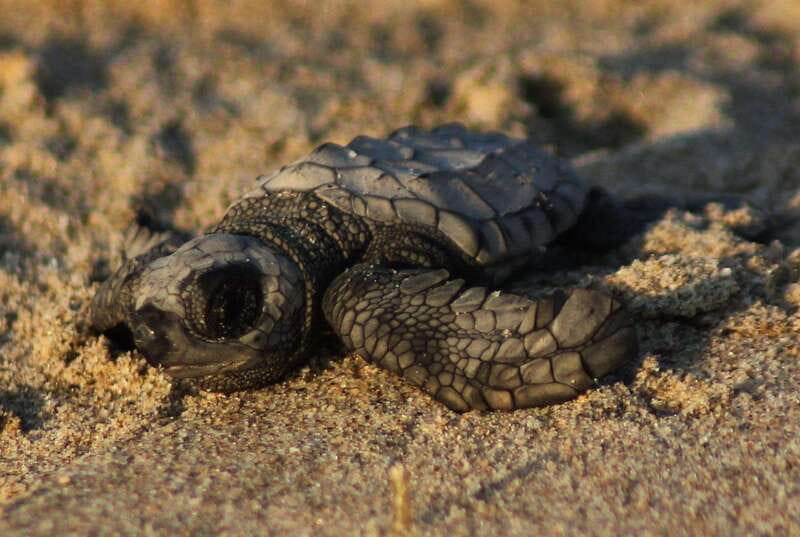 Puerto Vallarta: Sea turtle release at Sunset - Should You Book This Puerto Vallarta Sea Turtle Release Tour?