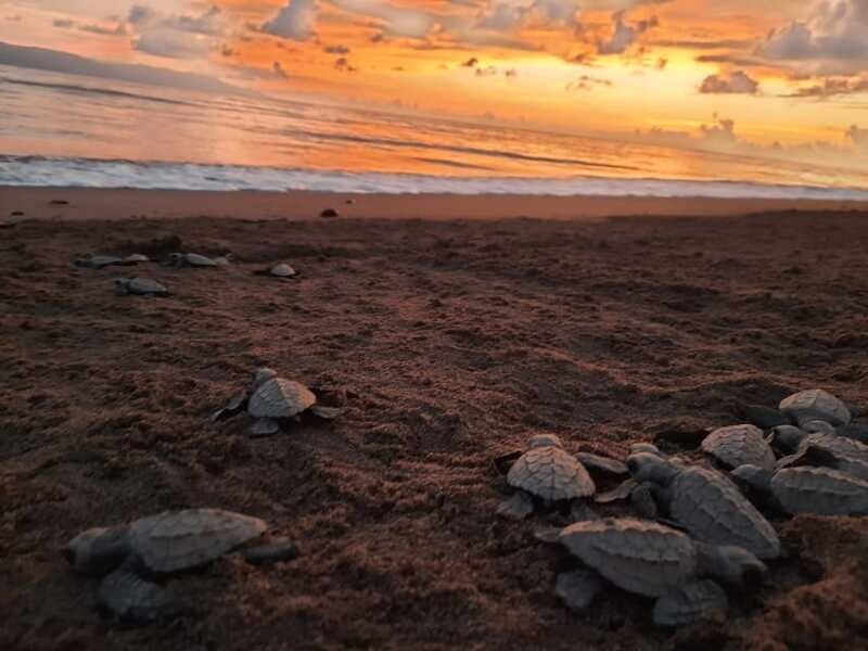 Puerto Vallarta: Sea turtle release at Sunset - Islets, Scenic Stops, and a Chance at Other Wildlife