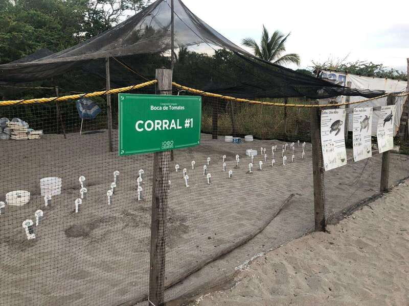 Puerto Vallarta: Sea turtle release at Sunset - Price and Value: What the $87 Covers (and Why It’s Not Just a Ticket)