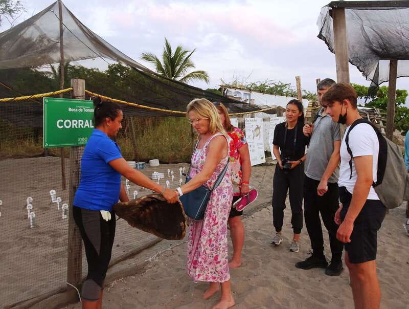 Puerto Vallarta: Sea turtle release at Sunset - Marine Biologist Talk: Olive Ridley Basics, Not Just a Poster