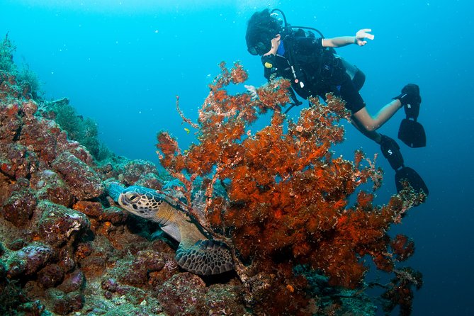 Puerto Vallarta Undersea Private Scuba Diving - Los Arcos de Mismaloya: Rocky Reefs and Wildlife Without the Long Grind