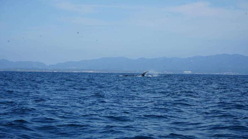 Puerto Vallarta: Whale Watching with Guide - Key things to know before you go