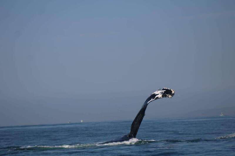 Puerto Vallarta: Whale Watching with Guide - Shore Moments: Garden Stroll and Local Flavors (If Included)