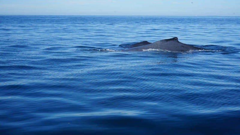 Puerto Vallarta: Whale Watching with Guide - Entering La Ventana: What This Whale Trip Is Really About
