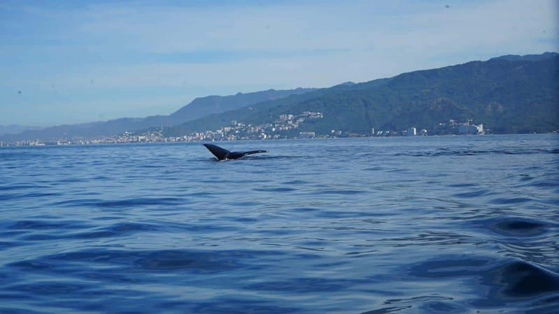 Puerto Vallarta: Whale Watching with Guide - What Happens Before You Ever See a Whale