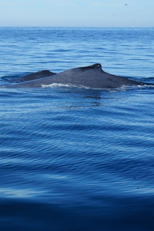 Puerto Vallarta: Whale Watching with Guide - The Boat Ride: Comfort, Visibility, and Real-World Conditions