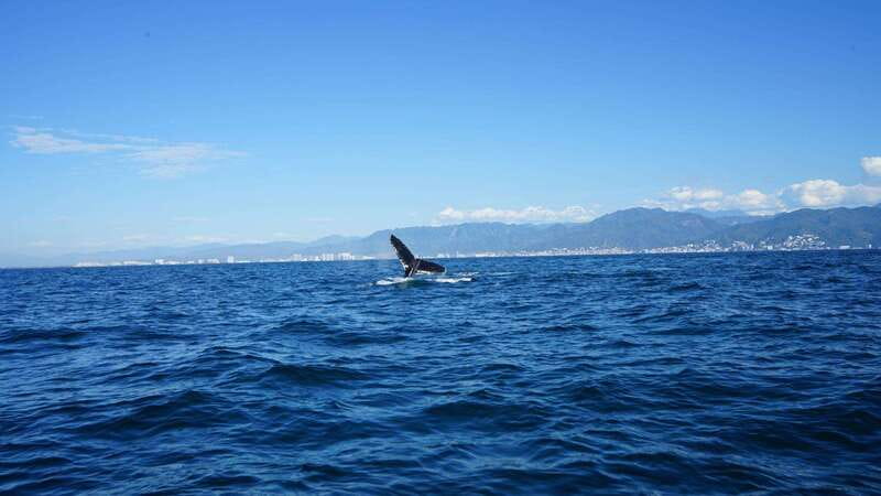 Puerto Vallarta: Whale Watching with Guide - Spotting Humpbacks in La Ventana: What to Look For
