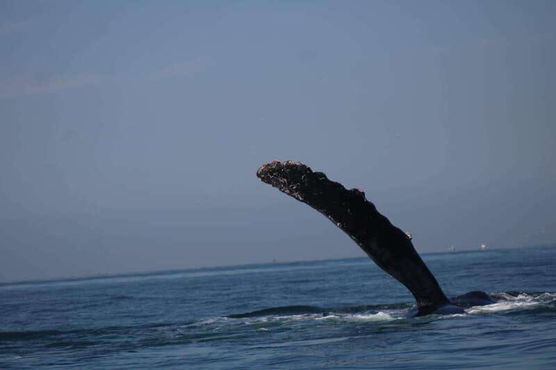 Puerto Vallarta: Whale Watching with Guide - When 3 Hours Becomes Less Time on the Water