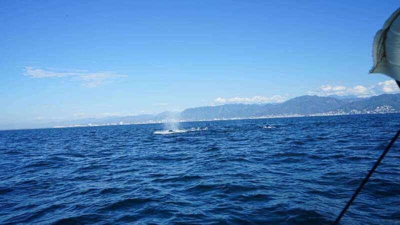 Puerto Vallarta: Whale Watching with Guide - Language on Board: English vs Spanish Reality Check