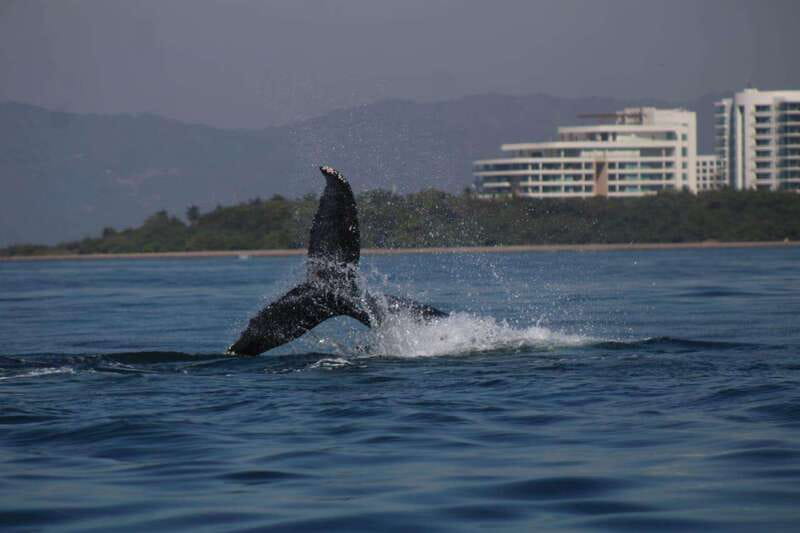 Puerto Vallarta: Whale Watching with Guide - Scenic Cruising: More Than Just Whale-Spotting