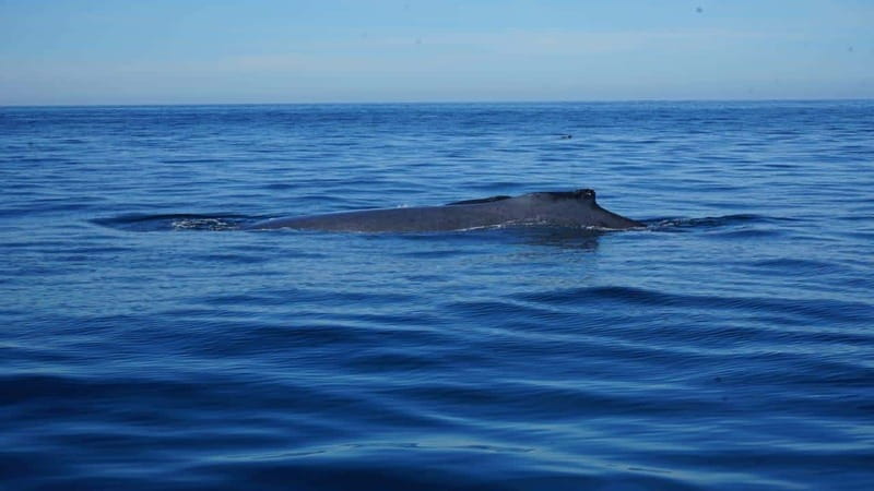 Puerto Vallarta: Whale Watching with Guide - Meeting Up with Jacqueline de Viento Negro Tours