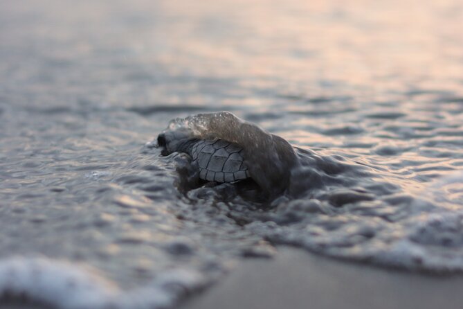 Release of Sea Turtles in Camp Tortuguero - Key highlights at Camp Tortuguero