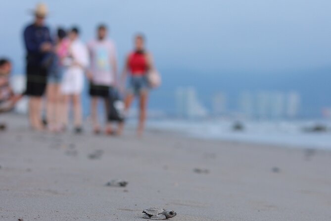 Release of Sea Turtles in Camp Tortuguero - Sea Turtle Release at Camp Tortuguero: what you’re paying for