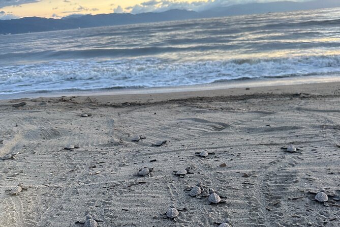 Release of Sea Turtles in Camp Tortuguero - Stop 1 to camp: what to expect on the way
