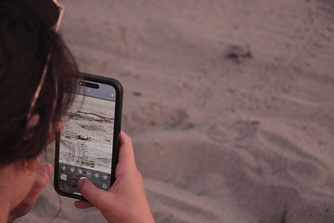 Release of Sea Turtles in Camp Tortuguero - Mangroves, crocodiles, and the safe viewing reality check