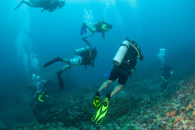 Scuba Diving Puerto Vallarta Undersea Arcos or Marietas - Wildlife Encounters: Dolphins, Whales, and Friends on the Way