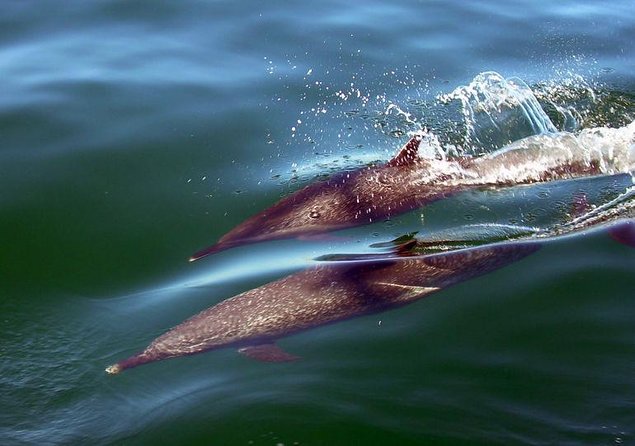 Scuba Diving with a 5-Star PADI Center in Puerto Vallarta - Key takeaways before you book