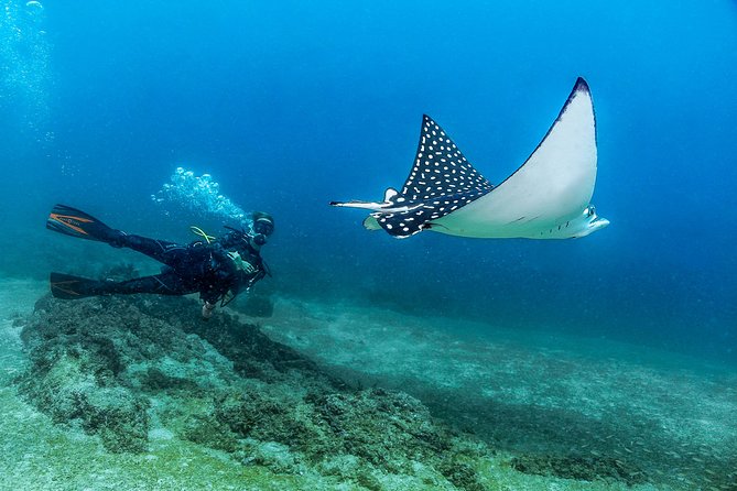 Scuba Diving with a 5-Star PADI Center in Puerto Vallarta - Why the 5-Star PADI setup matters in Puerto Vallarta