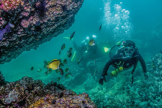 Scuba Diving with a 5-Star PADI Center in Puerto Vallarta - Price and logistics: where the $119 can grow