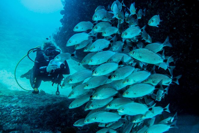 Scuba Diving with a 5-Star PADI Center in Puerto Vallarta - Should you book this Puerto Vallarta 5-Star PADI scuba session?