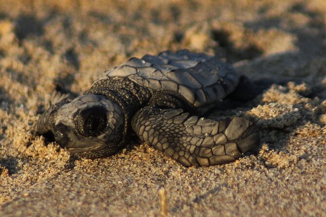 Sea Turtle Release – A Puerto Vallarta Conservation Adventure - Key things to know before you go