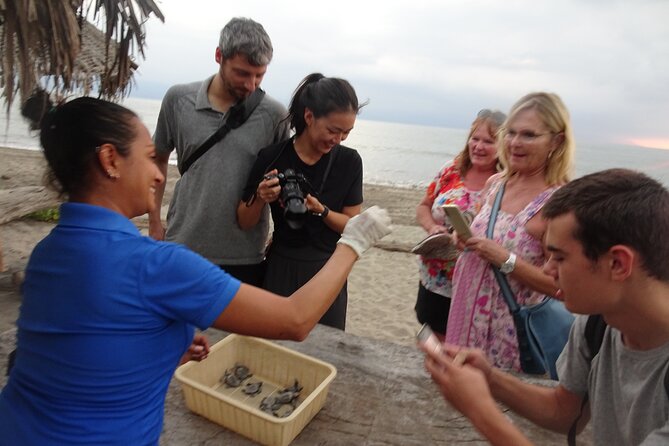 Sea Turtle Release – A Puerto Vallarta Conservation Adventure - Puerto Vallarta sea turtle release: why this conservation trip feels different
