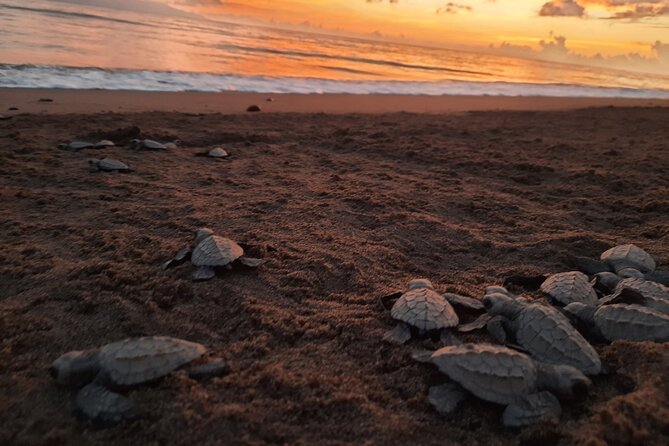 Sea Turtle Release – A Puerto Vallarta Conservation Adventure - The van ride and beach walk: short on distance, real on sand