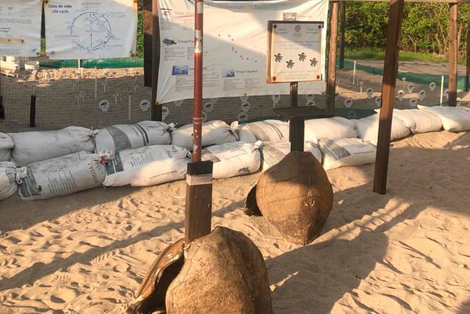 Sea Turtle Release – A Puerto Vallarta Conservation Adventure - Sea turtle camp: where nest monitoring turns into hatchling care