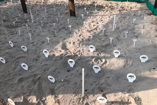Sea Turtle Release – A Puerto Vallarta Conservation Adventure - Sunset turtle release: helping hatchlings reach the ocean safely