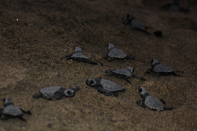 Sea Turtle Release – A Puerto Vallarta Conservation Adventure - What’s included (and what’s not) so you show up ready
