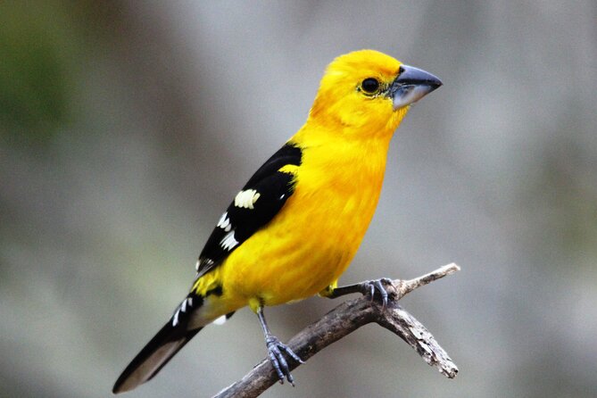 SIerra Madre Highland bird and Tuito - Entering the Sierra Madre bird circuit from Puerto Vallarta