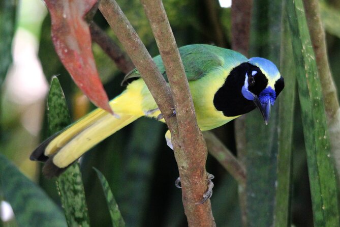 SIerra Madre Highland bird and Tuito - The Military Macaw Sanctuary: rehab birds plus real wild activity