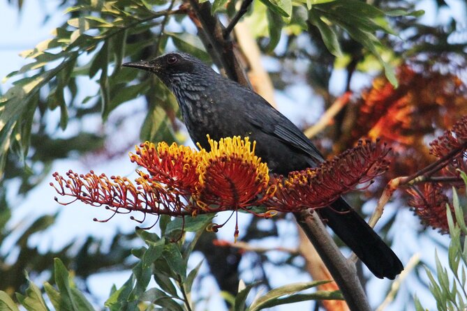 SIerra Madre Highland bird and Tuito - El Tuito stop: classic town feel with a practical birding rhythm