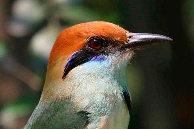 SIerra Madre Highland bird and Tuito - Guide style in the real world: how ID happens fast