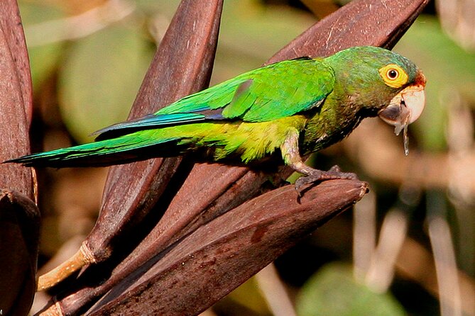 SIerra Madre Highland bird and Tuito - What’s actually included (and why it matters)