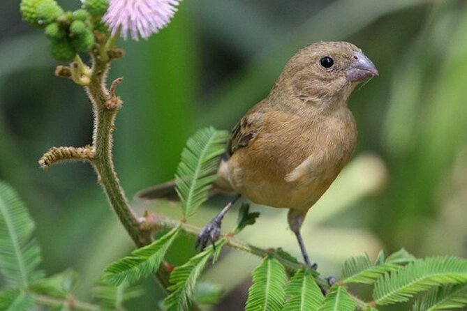 SIerra Madre Highland bird and Tuito - Van rides, limited walking, and the comfort checklist