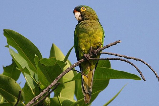 SIerra Madre Highland bird and Tuito - Morning setup at Ecotours Vallarta: check in, then get serious