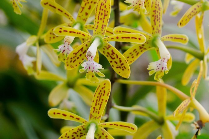 Skip the Line: Vallarta Botanical Garden Admission Ticket - Key Highlights You’ll Actually Use
